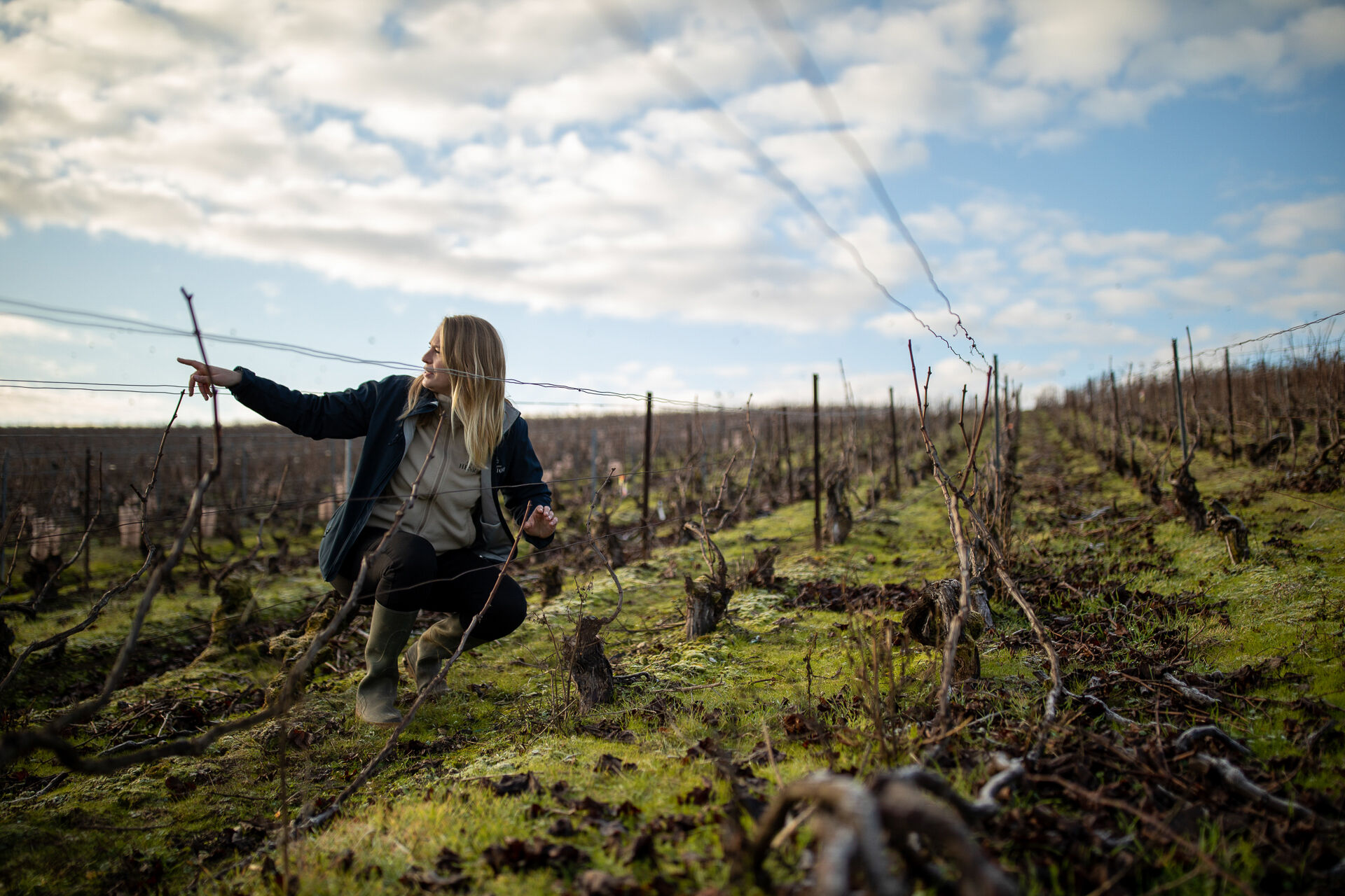 Maison Henriot Vineyard